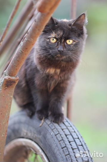 Кошечка в добрые руки