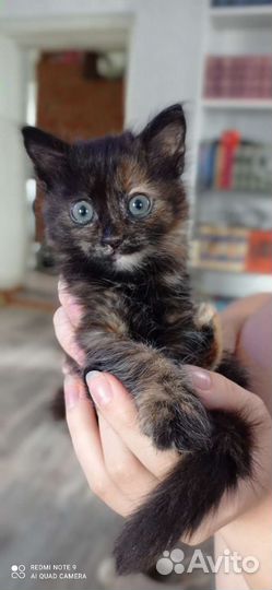 Кошка в дар