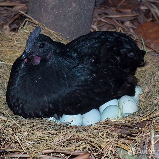 Инкубационное яйцо Породистых курочек