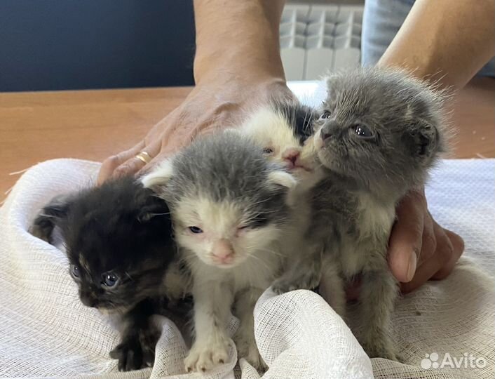 Отдадим котят