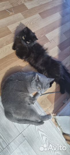 Британские котята