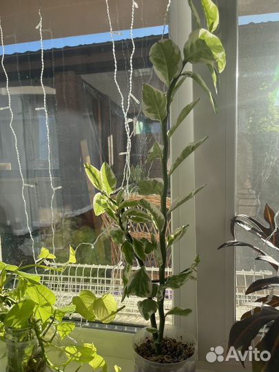 Отростки комнатных цветов