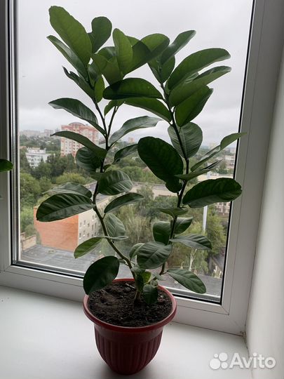 Лимон Пандероза