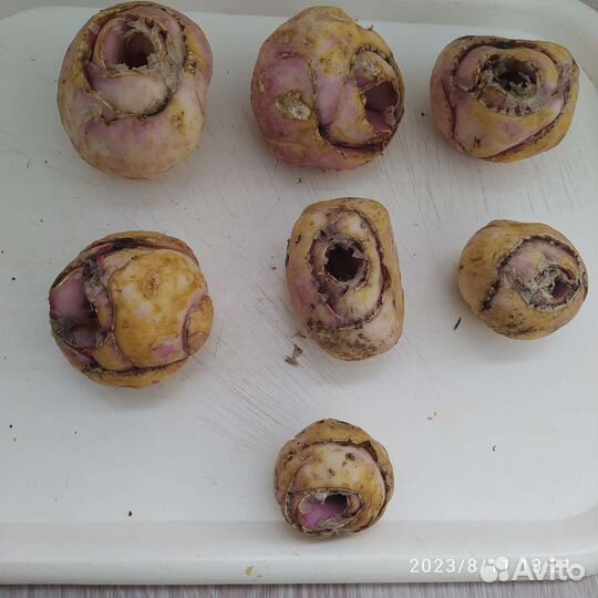 Луковицы рябчика императорского красного цвета