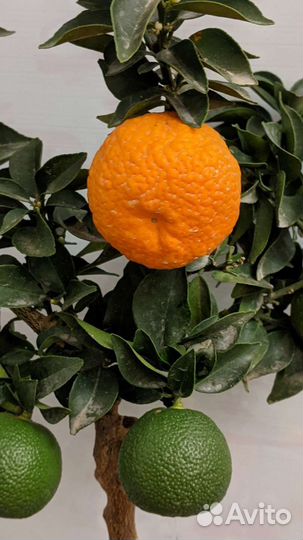 Цитрус/ мандариновое дерево с плодами