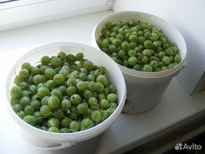 Крыжовник коричневый и зелёный