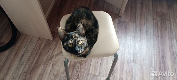 Котёнок,дев. любит сидеть в ванной с водой