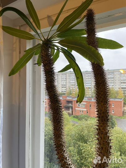 Пахиподиум