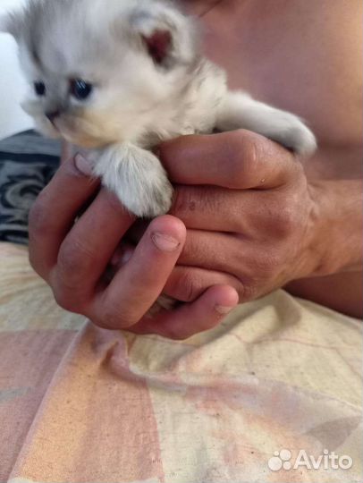 Персидские кошки