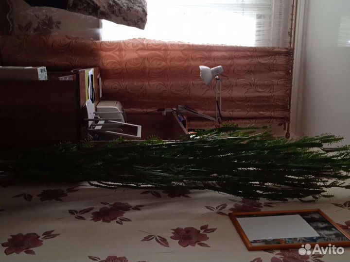 Кактусы и суккуленты