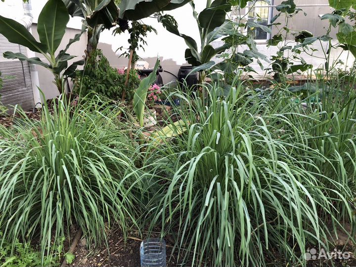 Лемонграсс растение