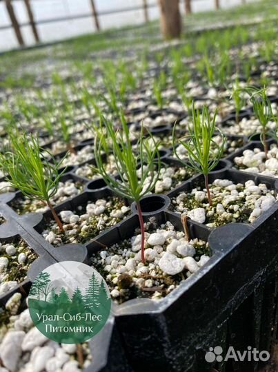 Сеянцы зкс Сосна Ель Лиственница окс Голуб Горн
