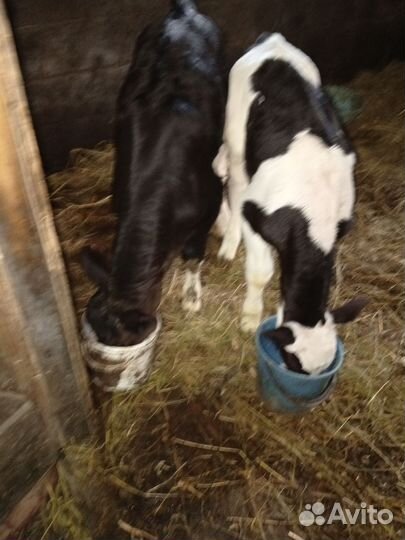 Телёнок и Бычок