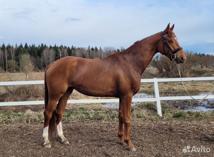 Продается молодая спортивная кобыла kwpn