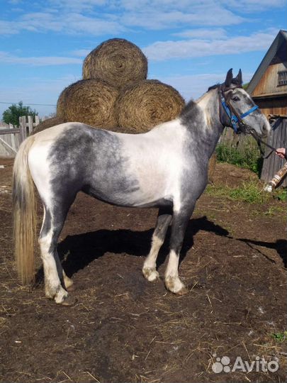 Прогулки на лошадях