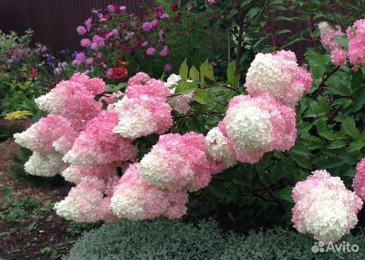 Саженцы Гортензии метельчатой, крупнолистной