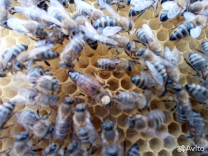 Пчеломатки плодные, неплодные карника Пешец F1