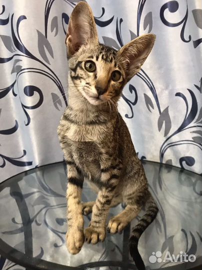 Ориентальные котята