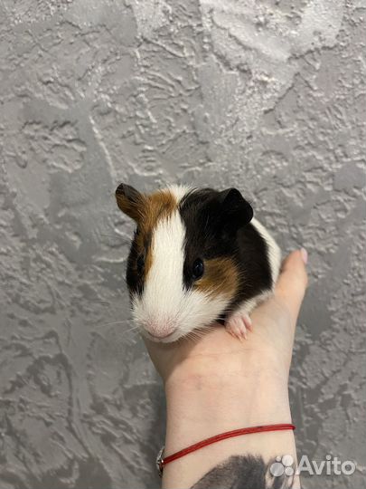 Морские свинки девочки