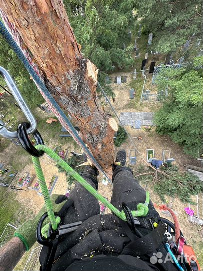 Спил деревьев