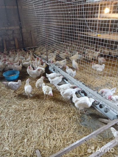 Куры несушки уже несутся