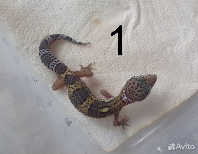 Гекконы эублефары