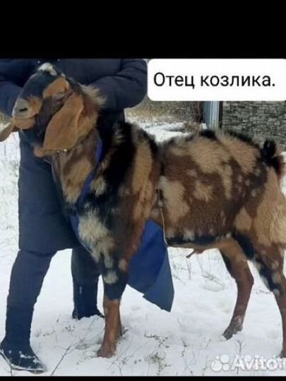 Нубийский козел на вязку, козлята продажа