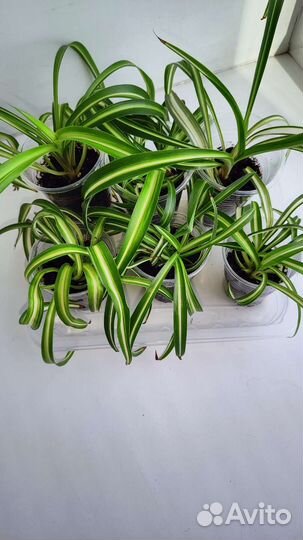 Хлорофитум кудрявый