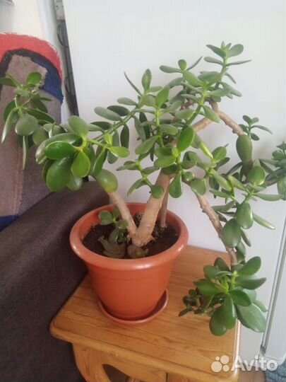 Комнатные цветы