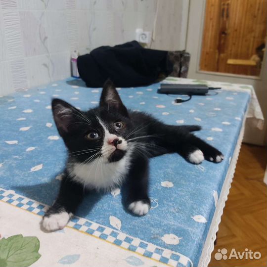 Малыш ищет дом