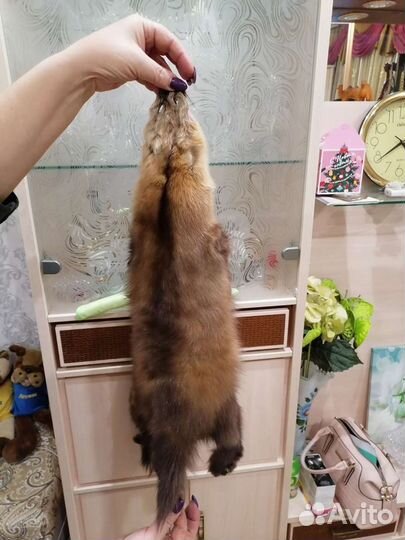 Шкурки соболя чулком