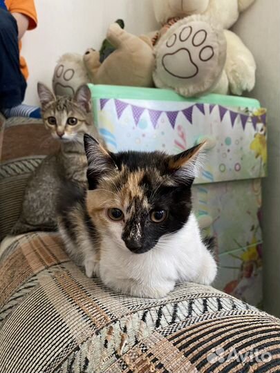Котенок девочка бесплатно