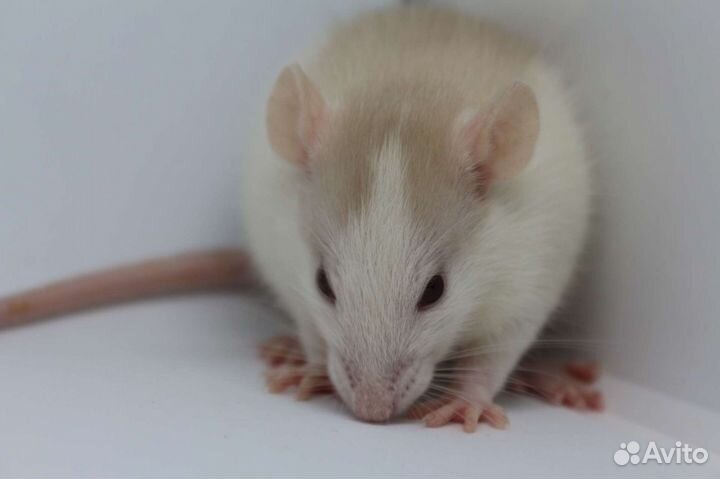 Крысята, крыса, крысята дамбо