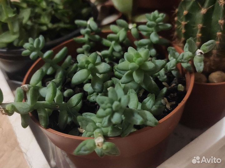 Суккуленты