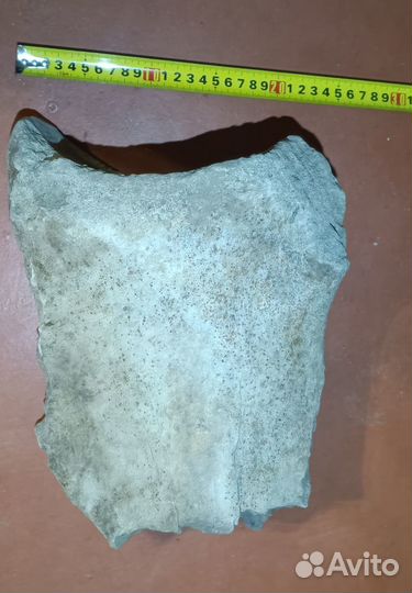 Кости ископаемых животных эпохи мамонтов