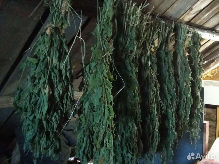 Крапива сушеная