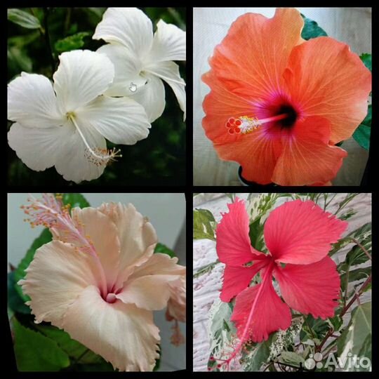 Много цветов