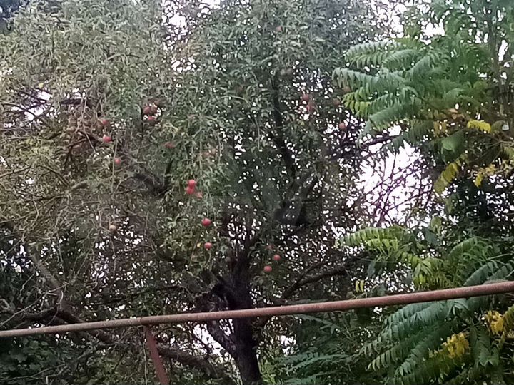 Участок 7 сот. (ИЖС)