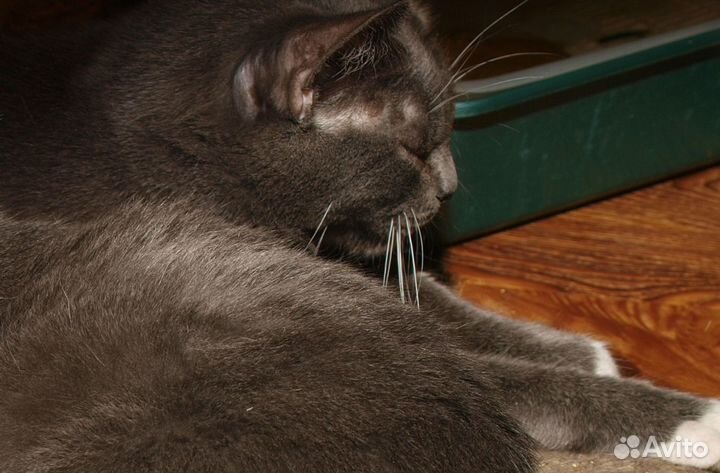 Голубой кот британский кот (метис) Януш