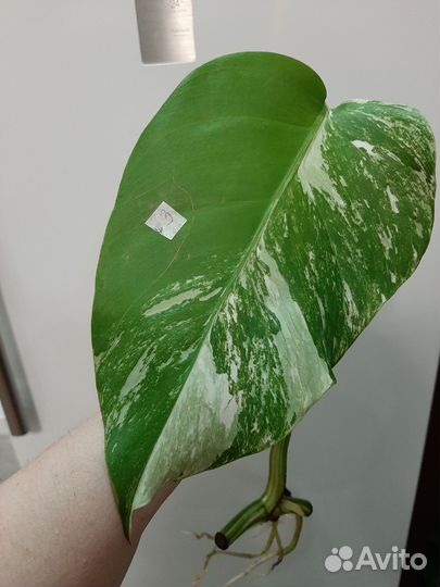 Монстера альба