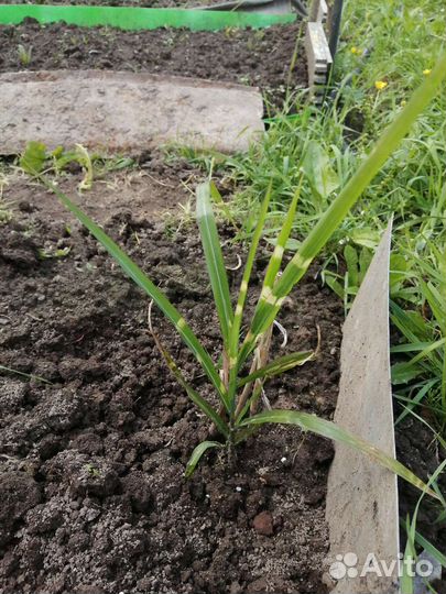 Мискантус зебрина. Осока