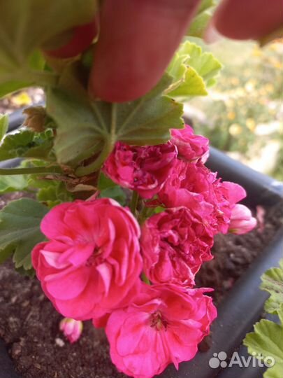 Комнатные цветы