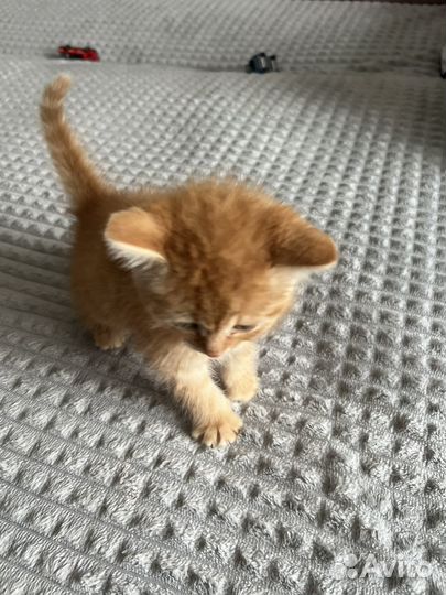 Рыжий котенок мальчик