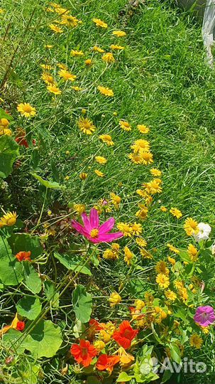 Саженцы ромашки желтой