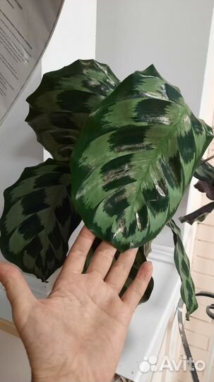 Калатеи, маранты