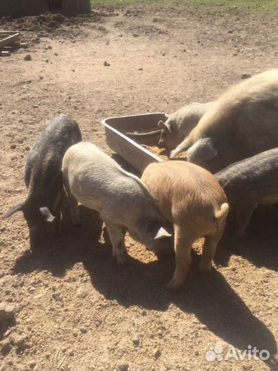 Поросята Венгерская мангалица
