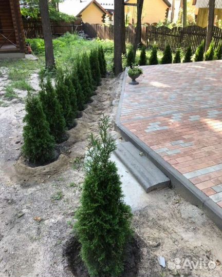 Туя смарагд 100-120см