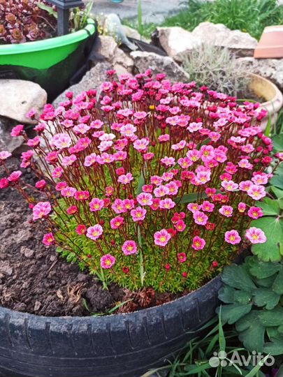 Камнеломка