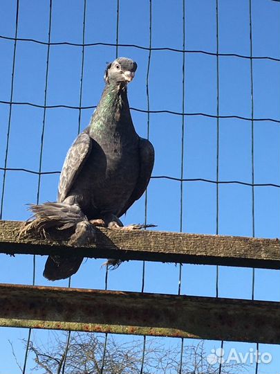 Голуби узбеки