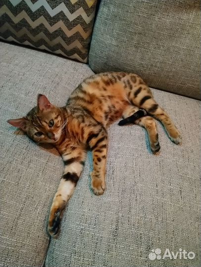 Бенгальские котята